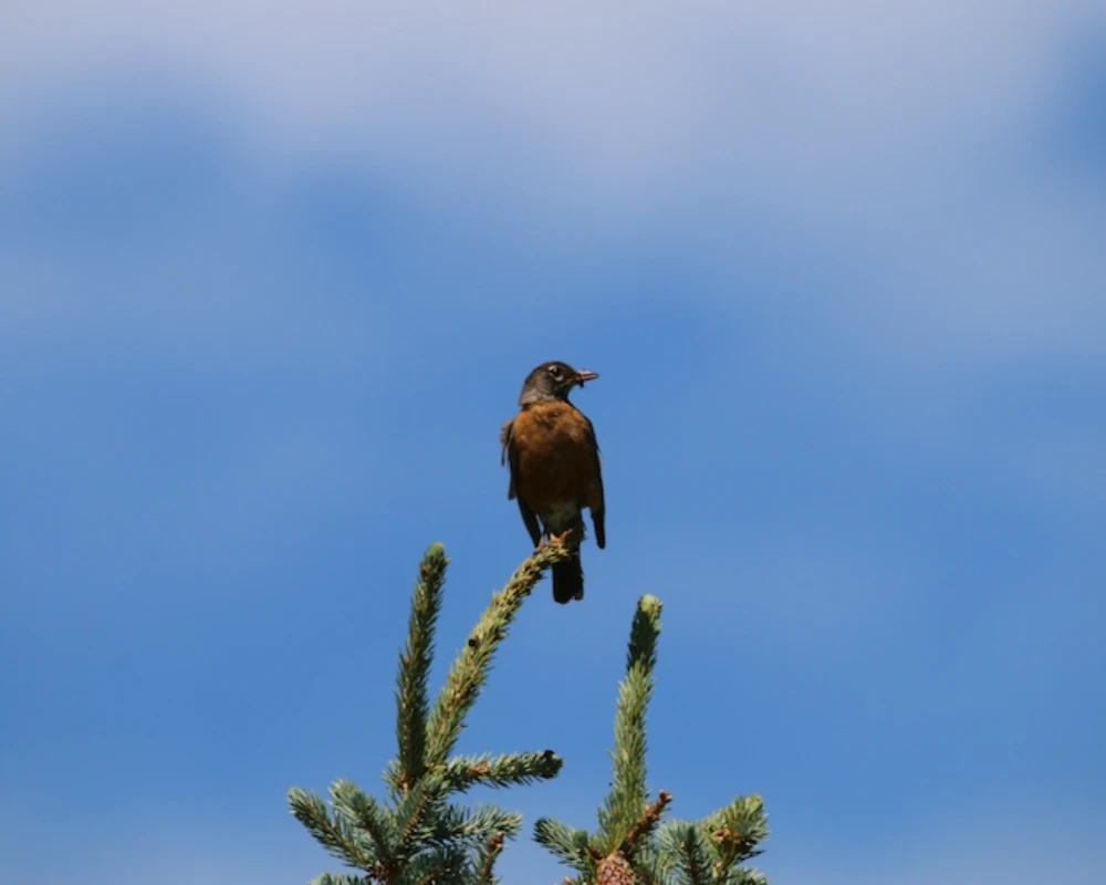 bird in tree